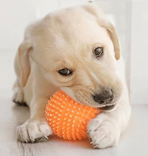Shop Dog Safe Toys