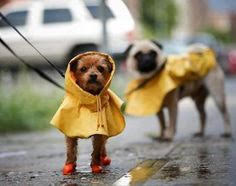 Shop Dog Raincoats & Booties